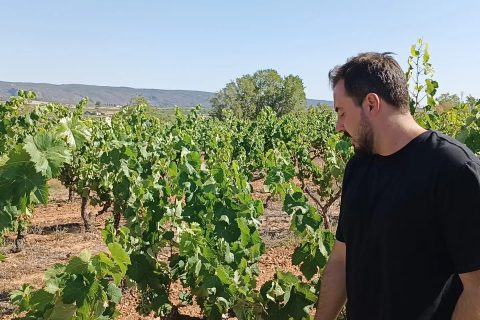 VISITANDO BODEGA Y VIÑAS EN VALENCIA