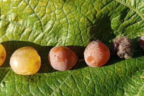 SIGUIENDO A LA BOTRYTIS POR EUROPA: POLONIA, ESLOVAQUIA, HUNGRÍA Y AUSTRIA
